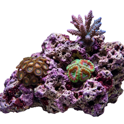 Coral