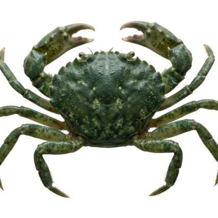 Invertebrates