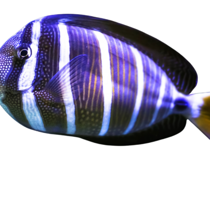 Saltwater Fish